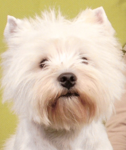 Les West Highland White Terrier de l'affixe de Lady Pendora