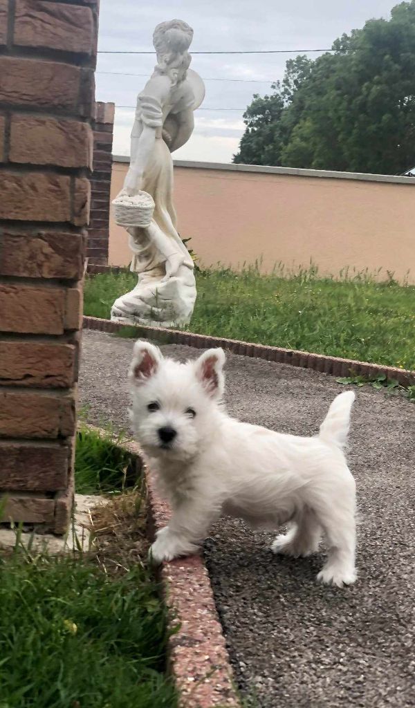 de Lady Pendora - Chiot disponible  - West Highland White Terrier