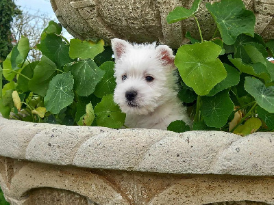 de Lady Pendora - West Highland White Terrier - Portée née le 26/05/2023