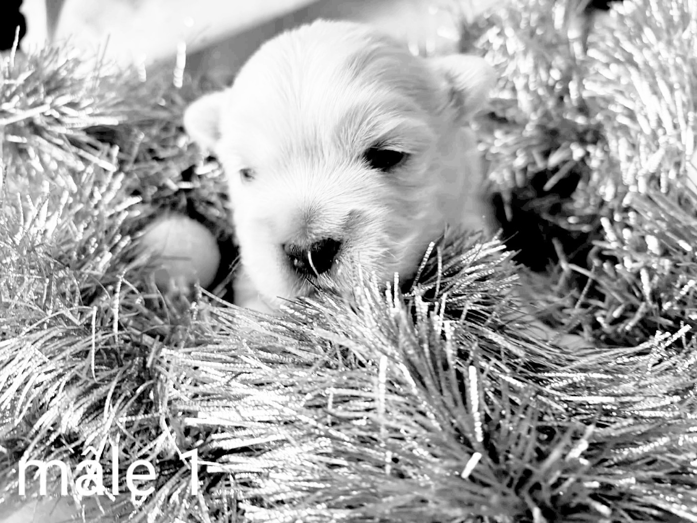 de Lady Pendora - Chiots disponibles - West Highland White Terrier