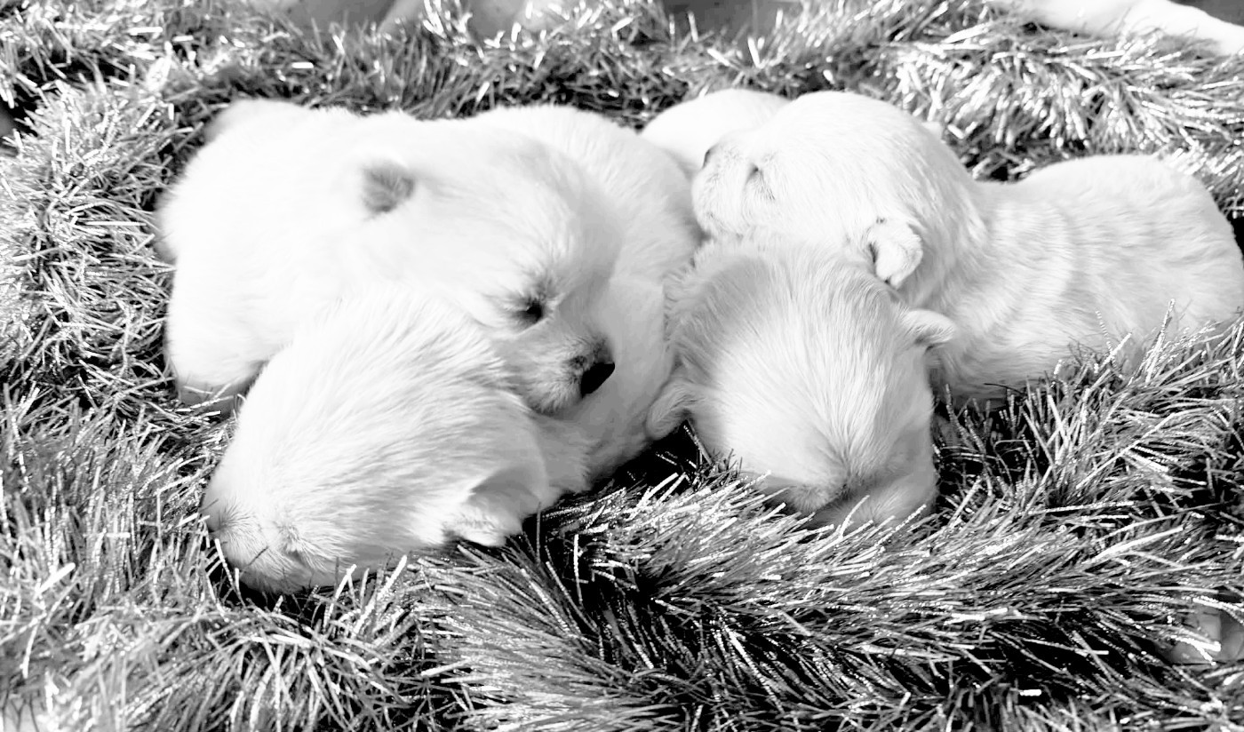 Chiot West Highland White Terrier de Lady Pendora