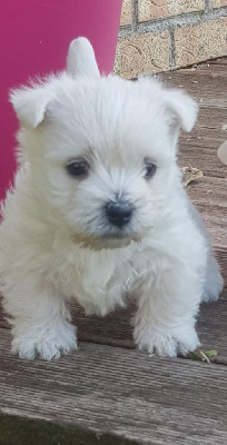 CHIOT