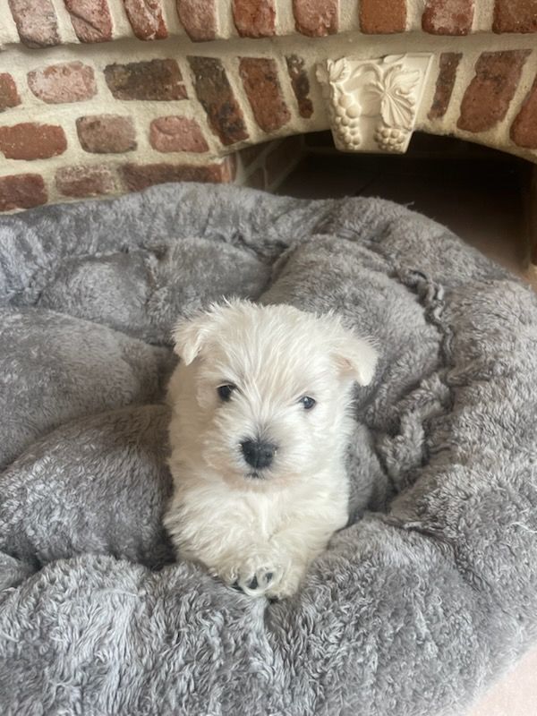 de Lady Pendora - Chiots disponibles - West Highland White Terrier